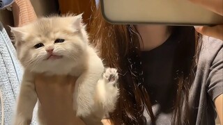 Those adorable and irresistibly cute cats with incredible healing power～