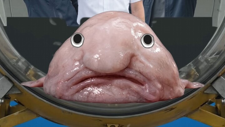 Blobfish: I didn’t used to look like this