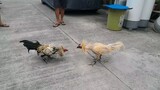 4yrs peruvian cock sinubok sa 7 months stag