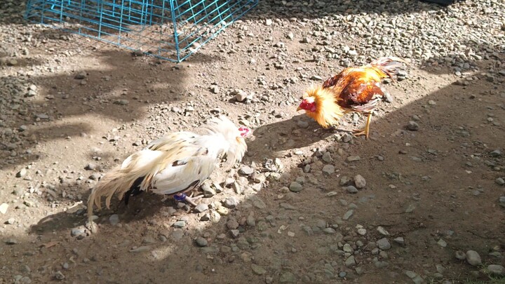 Sweater Gold VS White Kelso McLean