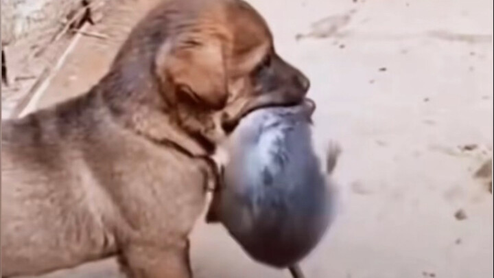 Dog: I’ve got this mouse.
