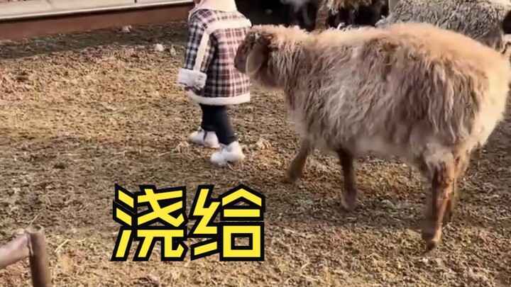 Pihak lawan menarik kembali satu siraman!!!