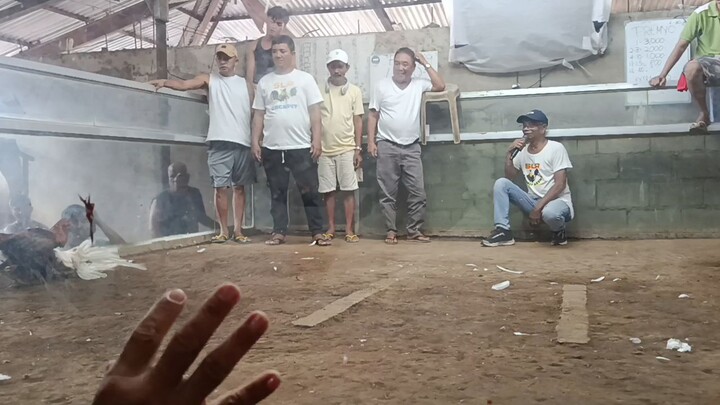 MJF GAMEFOWL, Melsims x kelso, 1st fight win✅, dinaan sa tibay🥰