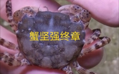 Crab Strong Finale