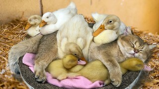 BIKIN HARU !!! Kucing Merawat Bebek Yang Kehilangan Induknya Hingga Dewasa.