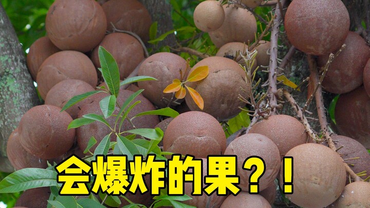 [Petualang Buah Hunter x Hunter] Bertemu Buah Bom di Pinggir Jalan Thailand, Apakah Benar-Benar Bisa