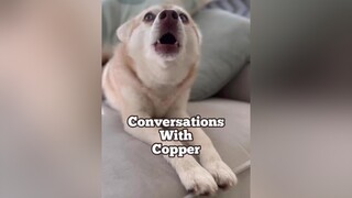 Conversations with Copper EP. 1 - Is a coconut really a nut? Submit more questions for copper in the comments 👇