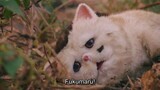 A Man and his cat (2021) ep 11 eng sub live action drama