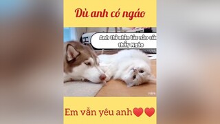 Em yêu anh lắm Ngáo à😘 cẩu_lương ngáo mèo mèoconđangyêu chó_cưng