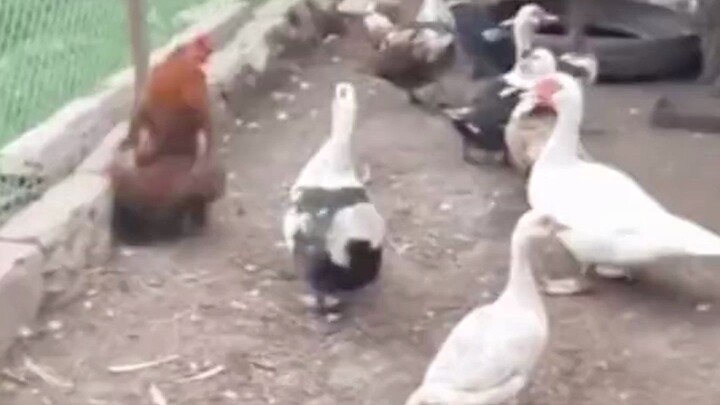 Please note: Pouring chicken