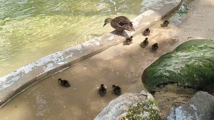 cute duck and penguin