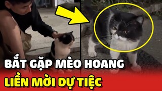 Mời mèo hoang đi dự tiệc cho vui, ai dè nó đến thiệt 😅 | Yêu Lu