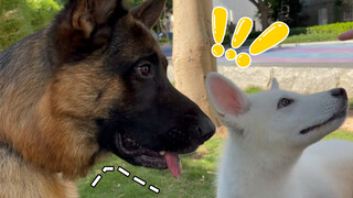 Ketika German Shepherd Hitam Melihat German Shepherd Putih Murni