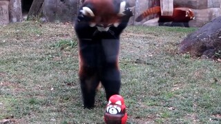 This adorable little panda head-banging doll— I could watch it all day! It totally has me hooked!