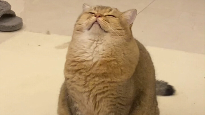 Kitten: I just want to suffer the hardship of getting rich