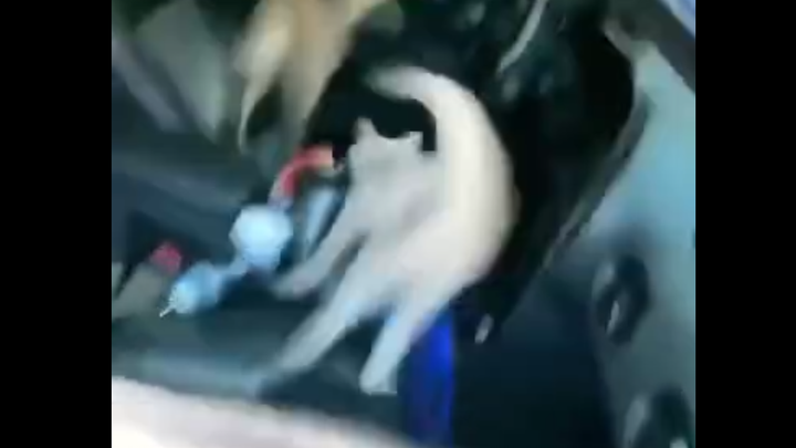 Cat: There's a spy! Party over...