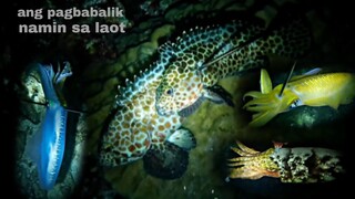 ep177, night spearfishing Philippines ang pagbabalik namin sa laot,