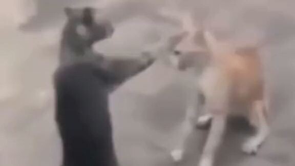 Kucing memberikan berkah