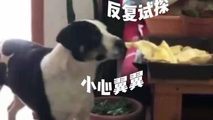 Bos yang baik hati berpura-pura tidak melihat anjing liar mencuri makanan, dan si anjing kecil pun s