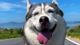 Mi Xiu thích thú khi được đi biển #husky #pet #dog #động vật #chó