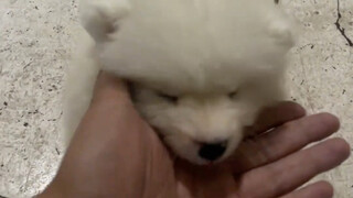 它的小脑袋一下子就蹭了过来