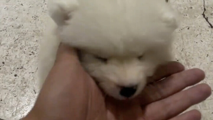 หัวเล็กๆ ของมันก็ถูเข้ามาทันที