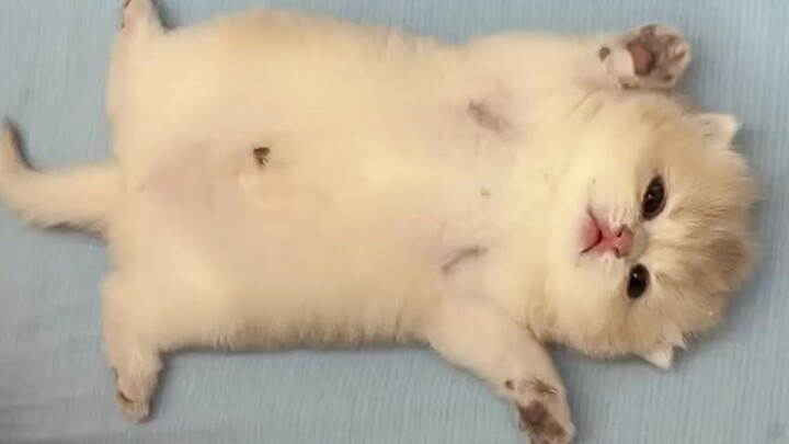 “The world is falling apart, but kittens mend it with love!”