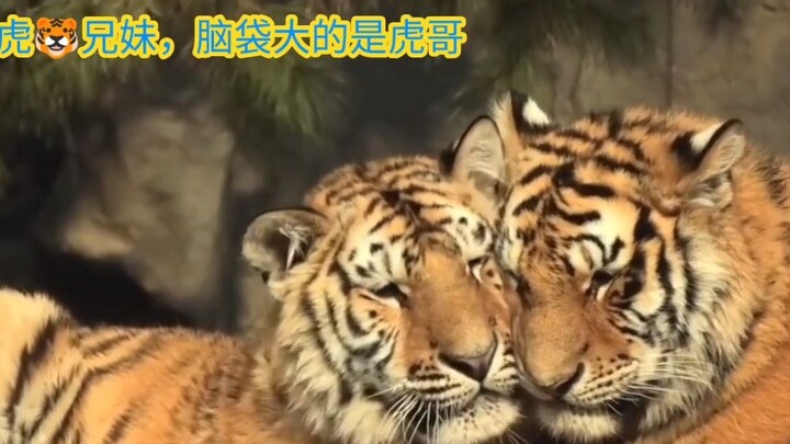 “Tiger siblings try to use each other as pillows” – High-looking Northeast tiger siblings