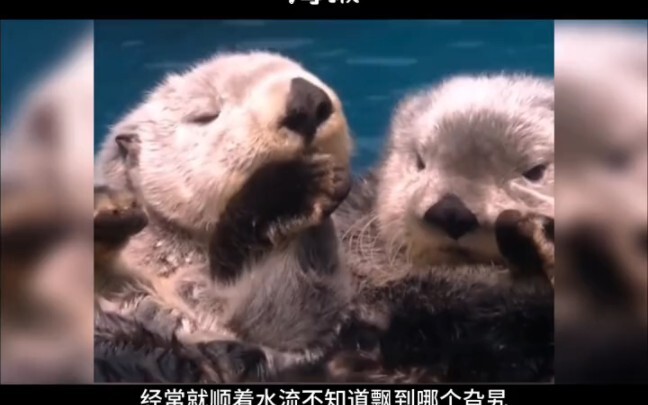 ตัวนากทะเล ซึ่งได้รับการยกย่องว่าเป็นสัตว์น่ารักที่สุดอันดับ 5 ของโลก จะน่ารักขนาดไหน? มันเป็นเจ้าตู