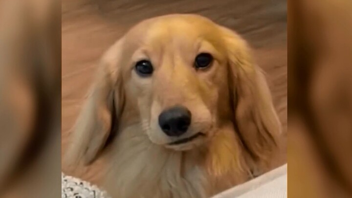 Who could resist a repair dog that can do “cross-batch face-swapping”?