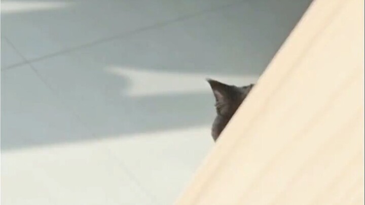 Playing chase with the kitten