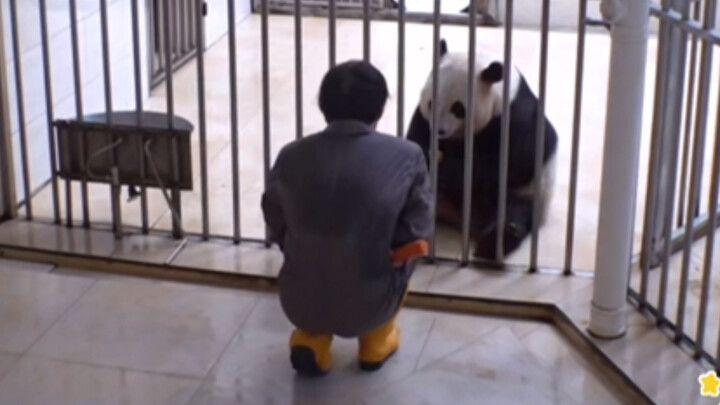 [Panda Family] Everyone loves Meimei so much! Whenever someone walks by, they can’t help but interac