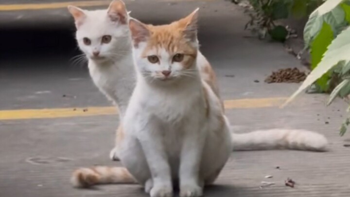 “Siapa yang bisa menolak kucing yang sopan?”