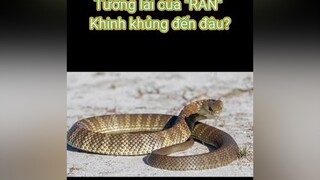 Tương Lai của "Rắn" quá Khủng khiếpthucungvuinhon lonapetsshops fyp dongvatco thucung