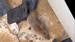 这抓老鼠也太爽了吧！