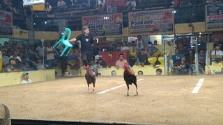 2 Stag @ Metro Darasa (Sweater Gilmore / SBR)