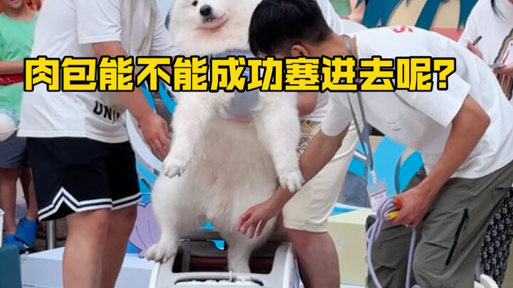 It’s supposed to be a doggy sports day, but the parents are all more competitive than the next!