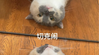 มุมมองห้องฝึกซ้อมของแมวโตตัวน้อย