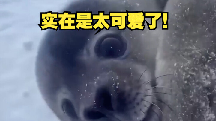 Seals are just… so adorable!