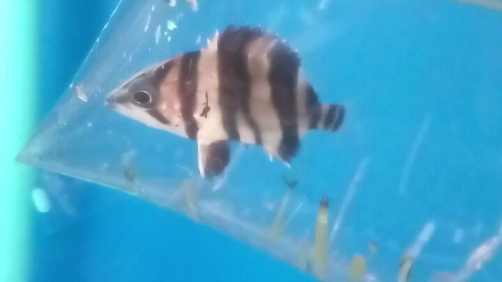 #aquarium hobby#monsterfish