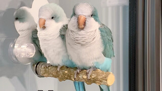 What's the difference between this and raising a kid!