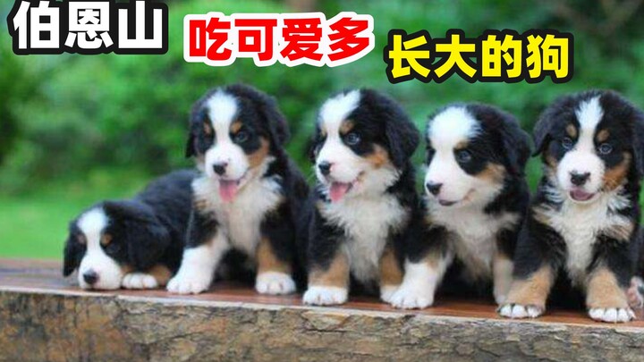 Kiến thức thú vị về chó Bernese Mountain