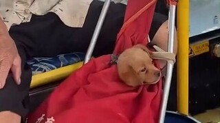 Kakek benar-benar sangat mencintai anjing kecilnya