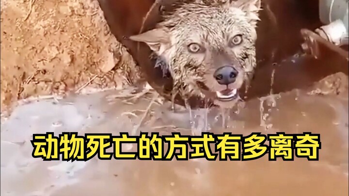 动物离奇死亡鉴定65