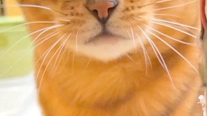 I was almost assassinated by a cat at night, but I had no choice but to install a 1500w hair dryer i