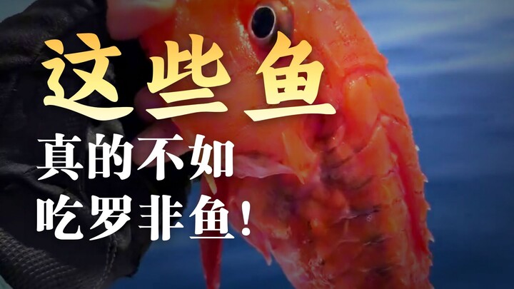 What kind of fish is this? Is it tasty?