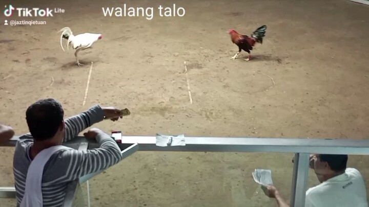 walang talo