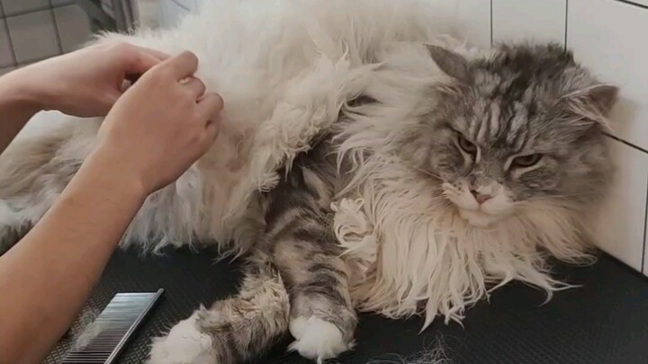 Today I’m renovating an 18-pound Maine Coon big guy—this makeover process is seriously stress-reliev