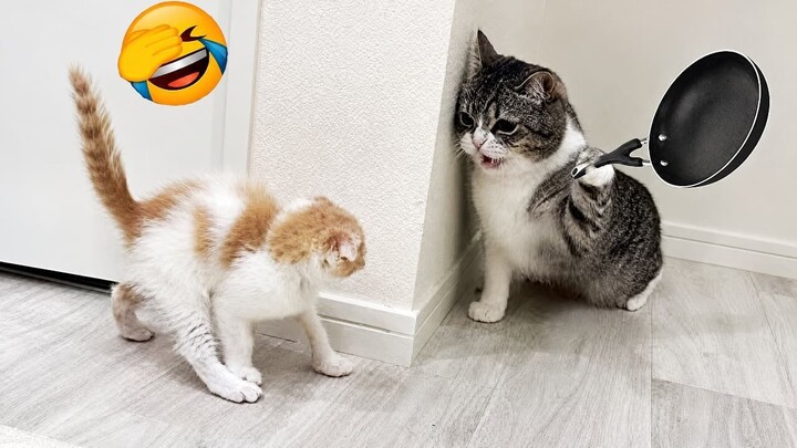 挑战不笑！2026年爆笑猫咪和狗狗视频合集