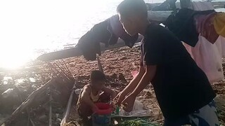 seaweeds